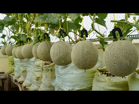 Tái chế bao tải trồng Dưa Lưới khủng cho trái ăn mỏi miệng|Growing huge Melon, fruit eat tired mouth