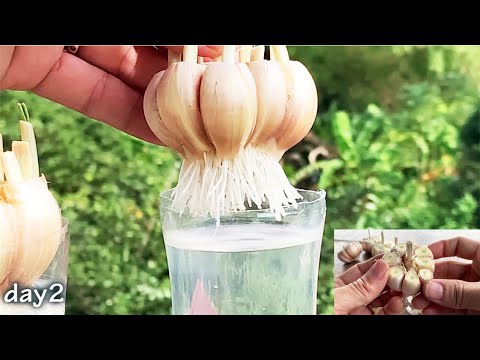 The trick to quickly rooting garlic is to soak them in water