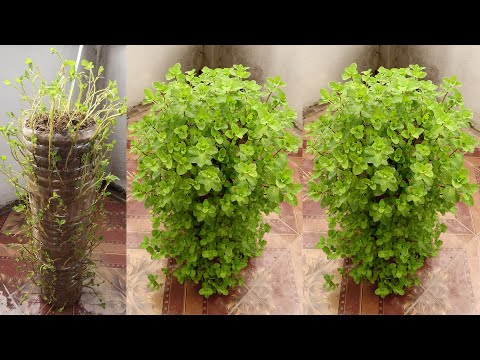 Amazing Ideas | Recycle Plastic Bottles to Grow Mint at Home for Beginners